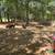 Berkshire Piglets 6 thumbnail