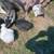Chicken Laying hens 6 thumbnail