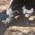 Barnyard mix roosters 2 thumbnail
