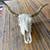 Longhorn Steer Skull 2 thumbnail