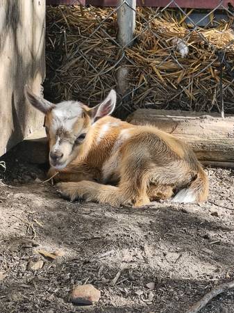 Nigerian Dwarf Goat Kids (Neosho)63654750354691121