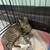 Cats looking for good homes 20 thumbnail