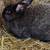 Silver Fox Rabbits 1 thumbnail