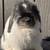 Holland lop 6 thumbnail