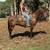 Nice Bay Gelding Broke to Ride - Marty 2 thumbnail