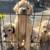 Golden doodle 14 thumbnail
