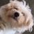 Dog(maltipoo) 1 thumbnail