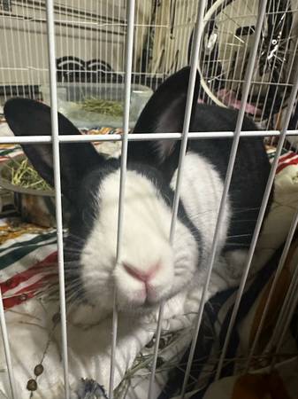 Sweet Bunny needs home (Elk Grove)63848874103425121