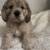 Cocker spaniel 1 thumbnail