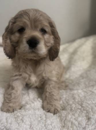 Cocker spaniel 1