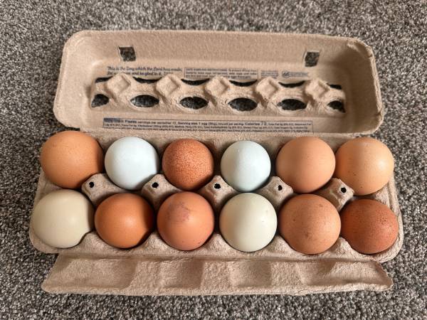 Farm Fresh Chicken Eggs 1