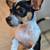 Chiweenie 9 thumbnail