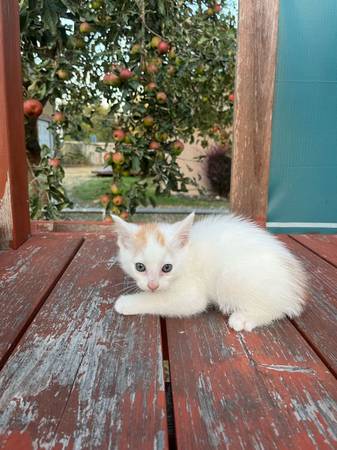 White cat63688936064257120