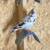 Birmingham rollers pigeons 8 thumbnail