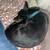 Spayed female Kelpi 4 thumbnail
