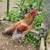 Young Roosters 1 thumbnail