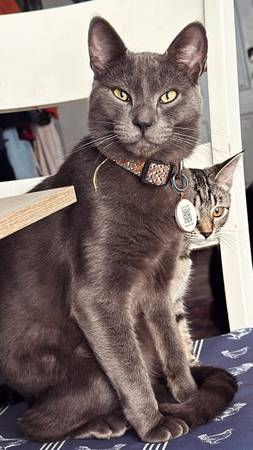 Fixed cat looking for home 1