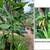 Fig tree Pandan Caesalpinia  Dragon fruit  Jasmine Banana 7 thumbnail