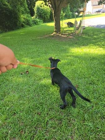 4 month old Lab Mix (Gastonia)63927795129218122