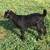 GOAT #1310 Fullblood Boer Buck 1 thumbnail