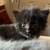 Kittens to a loving home 2 thumbnail