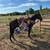 2yo stud colt 2 thumbnail