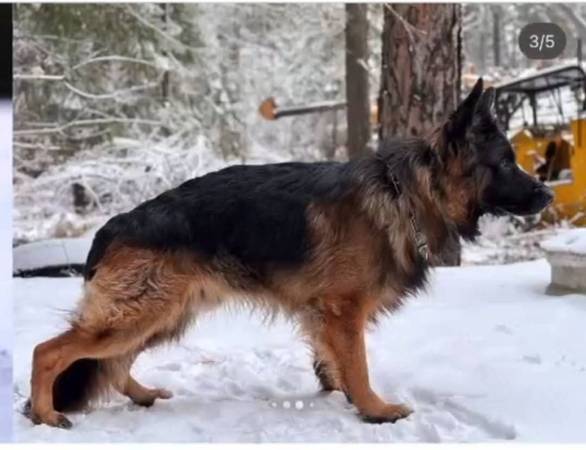 MISSING German Shepherd! (Ponderay)63970072565122122