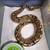 Ball pythons 5 thumbnail