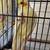 Babies cockatiel 2 thumbnail