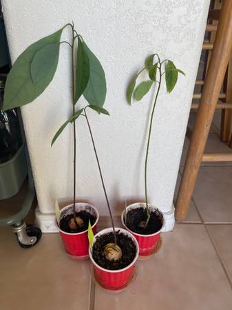 Avocado Seedlings! 1