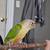 Green cheek conures 13 thumbnail