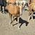 Gorgeous palomino yearling mustang filly!!! 10 thumbnail