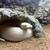 Ball python 1 thumbnail