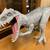 Jurassic World Camp Cretaceous Super Colossal Indominus Rex Action Fig 10 thumbnail