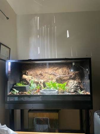 Rehoming ball python (Santa Rosa)64188536611969123