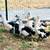 Ancona Ducks 2 thumbnail