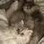 Beautiful kittens ready to go to a new home! 4 thumbnail