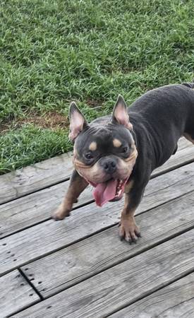 Puppy63859316807169120