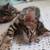 ReasonableBengalKitty 1 thumbnail