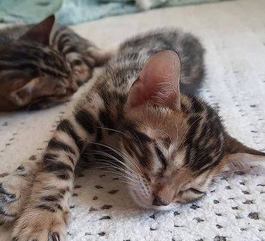 ReasonableBengalKitty 1
