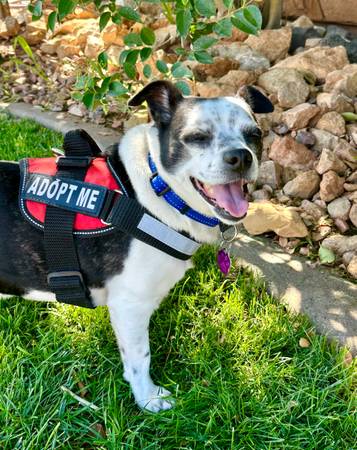 6 year old mixed breed free to very good home (Washington)63945150573699120