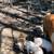 Piglets 3 thumbnail