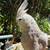 Cockatiel - Lost 10/23/2026 1 thumbnail