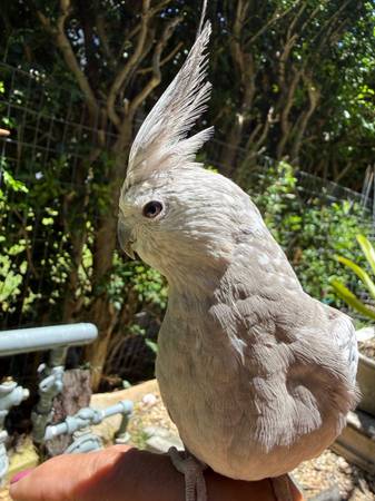 Cockatiel - Lost 10/23/2026 1