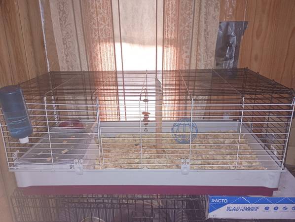 Cobaya hembra abisina (Belton)63839344858625122