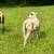 Sheep for Sale 4 thumbnail