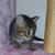 Kittens 7 thumbnail