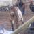 Nigerian dwarf doe 3 thumbnail