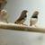 Zebra finch 1 thumbnail