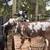 nigerian dwarf doeling registered AGS 2 thumbnail